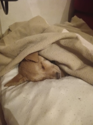 Chiot Beldi Mâle