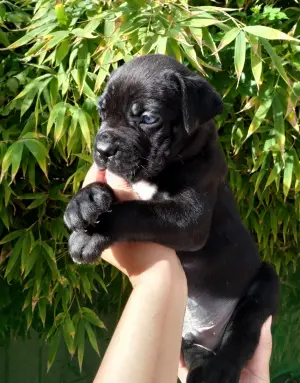 Chiot cane corso