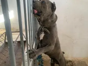 Cane corso