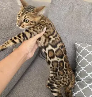 Chaton Bengal avec pedigree