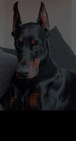 Doberman a vendre