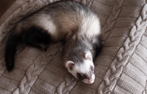 furet