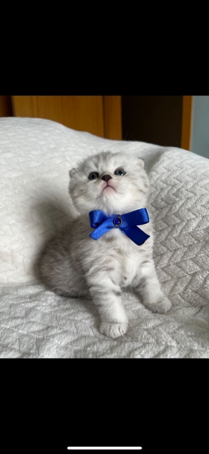 Scottish fold et straight