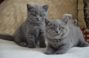 British Shorthair Cat