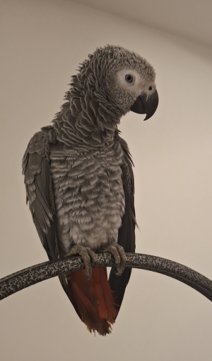 Gris du gabon