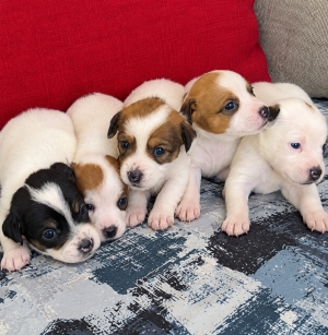 Jack russell