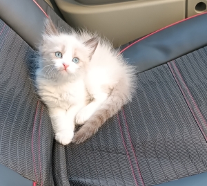 Chaton Ragdoll