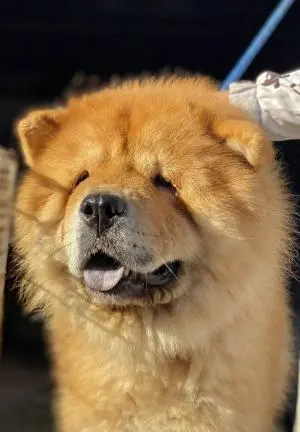 Chow chow