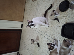 SNOWSHOE