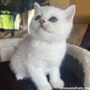 British shorthair &scottish fold