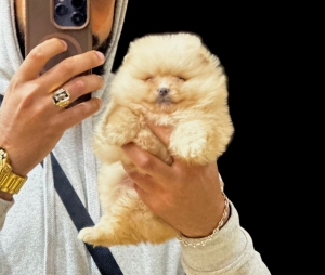 Spitz Nain Loulou de Pomeranie