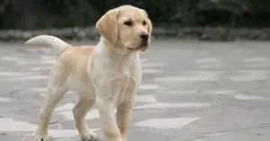 Labrador pure race