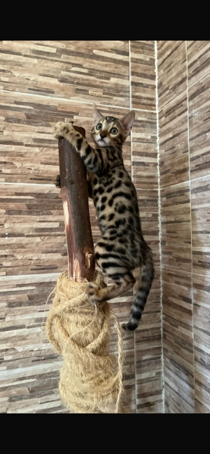 Chats bengal