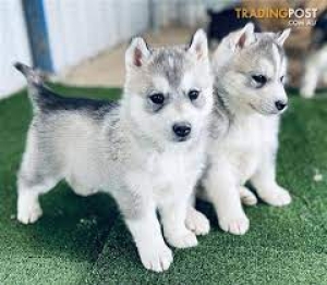 siberian husky