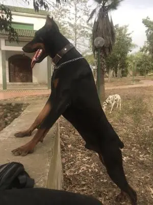 Doberman