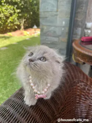 Chat scottish fold