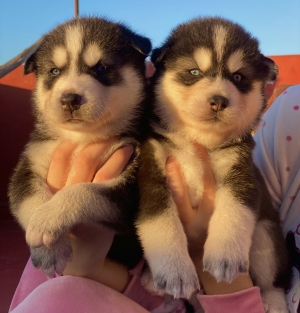 Husky malamute yeux bleu - كلب هاسكي ملاموت