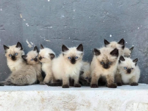 Chat