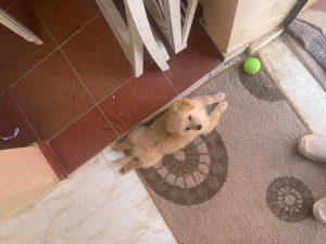Chiot femelle spitz croisé bichon