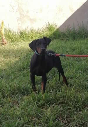 Doberman Pinsher