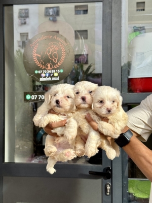 Bichon maltais nain