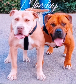 Americain bully xl