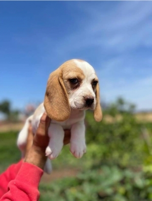 Beagle