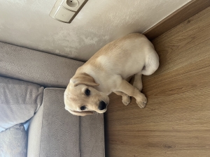 Labrador pédigré