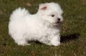 Bichon maltais blanc