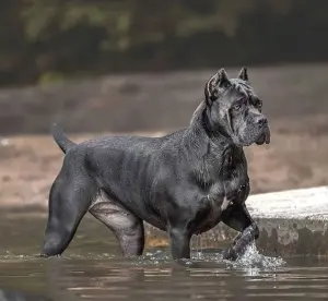 Male cane corso bleu