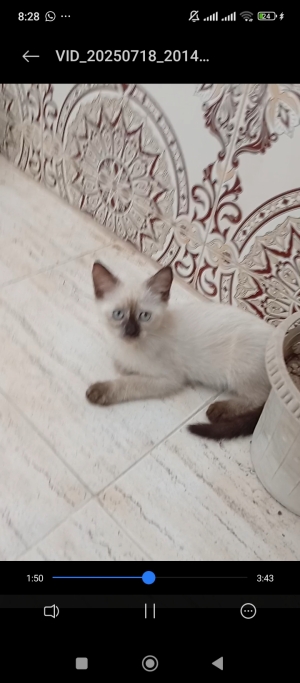 Himalayen