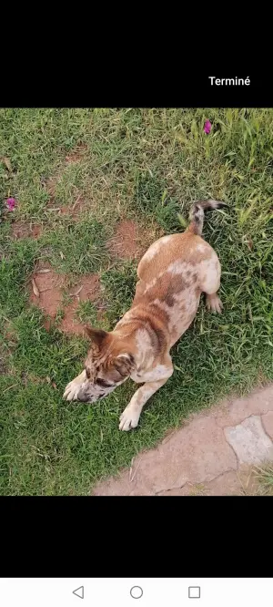 Jack Russell × Bulldog exotique merle