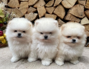 spitz pomeranian nain