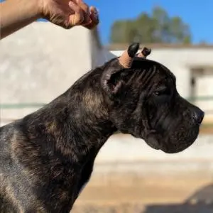 Cane corso