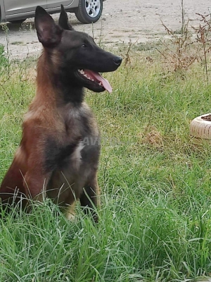 pure race malinois