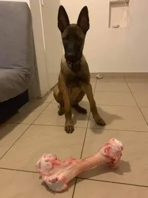 Malinois