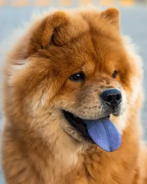 Chow chow