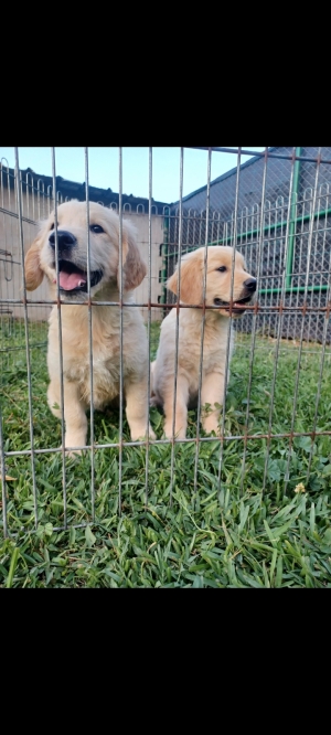 Golden retriever