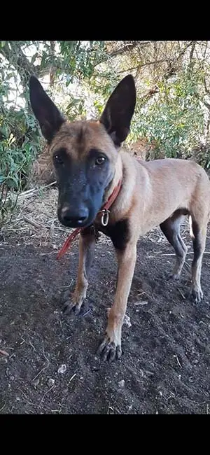 Chien malinois male