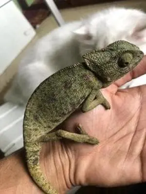 Caméléon à vendre