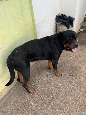 Chien Rottweiler