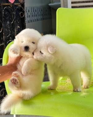À vendre : adorables chiots Samoyède 🐾