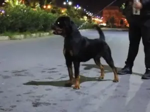 rottweiler pedigree