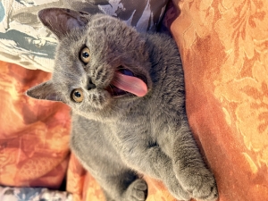 Scottish Shorthair Straight Blue .