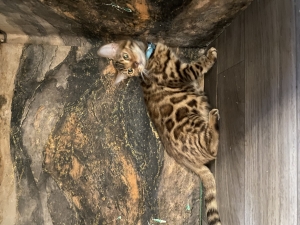 Bengal