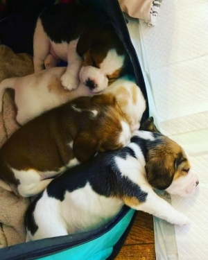 Beagel