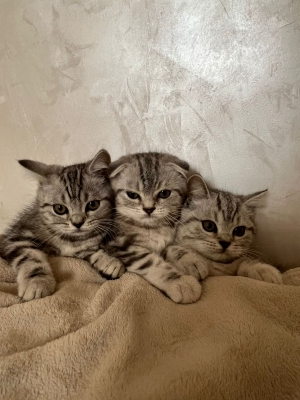 Chats scottish fold et straight