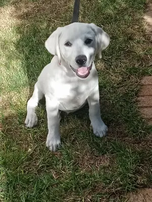 Labrador race pure