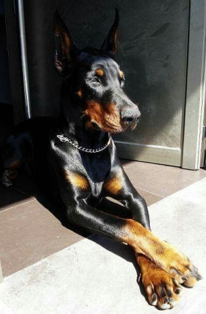 Doberman