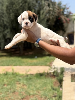Boxer Blancs Pedigree Male et Femelle